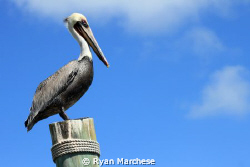Brown Pelican posing on a bulkhead at Robbie's Marina loo... by Ryan Marchese 